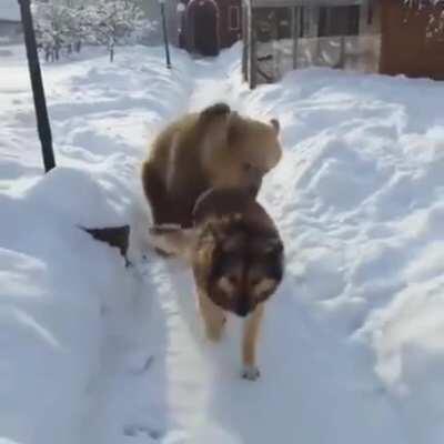 The cameraman should get a medal for bravery