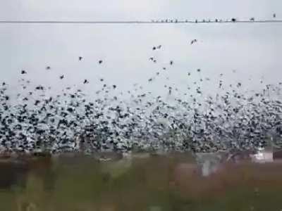 a dying robot watches birds