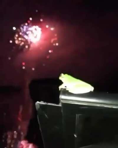 Just a little frog enjoying her life