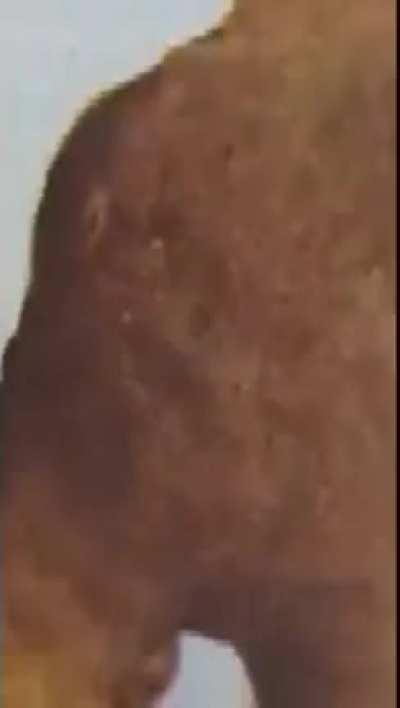 Taik suci! Amogus di dalam surat khabar Utusan Malaysia. Agak mencurigakan bagi saya