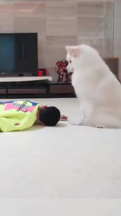 Difference between dogs and cats.