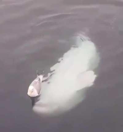 Please friendly Play with me