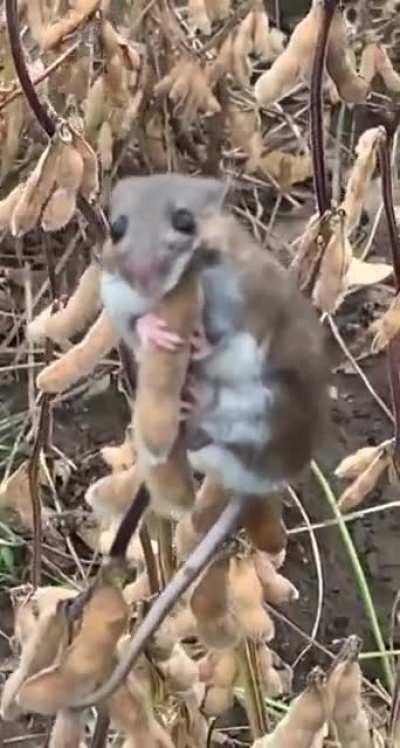 Dogs outsmarted by a mouse