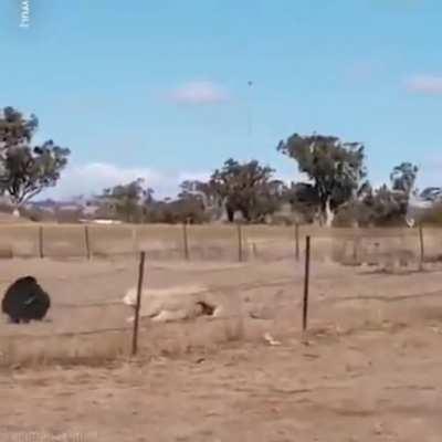 Sheep VS bucket (Gif)