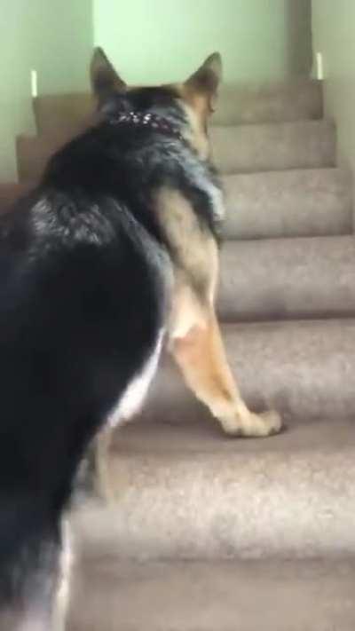 DoGG ViCIouSLy MuRderS inNoCent KiTtEn