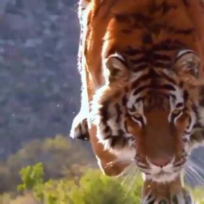 Magnificent tiger capture