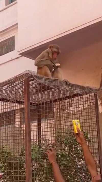 Dumbest monke in endia