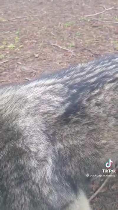 mike in the sanatorium b like