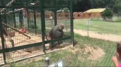 Annoys monkey and get shit thrown at her face