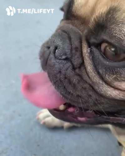 Дрын-дын-дын