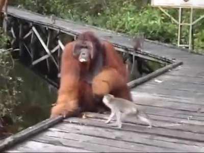 Don't steal a banana out of an oragutan's mouth