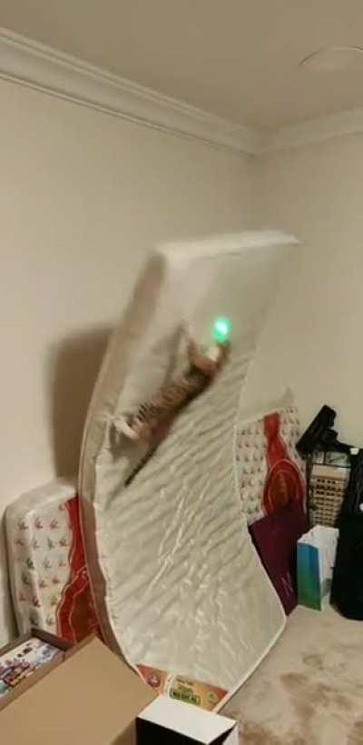 Athletic cat makes an error