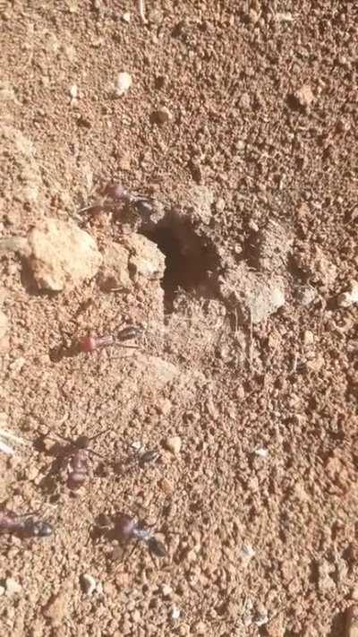 what is the type of those ants ? what time is the nuptial flight?