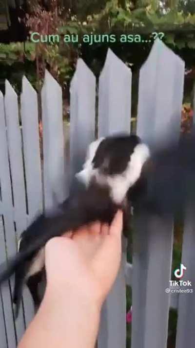 Poorly built fence causes birds to get stuck