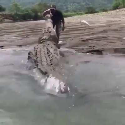 Maybe just give him the meat before you become the meal dude!