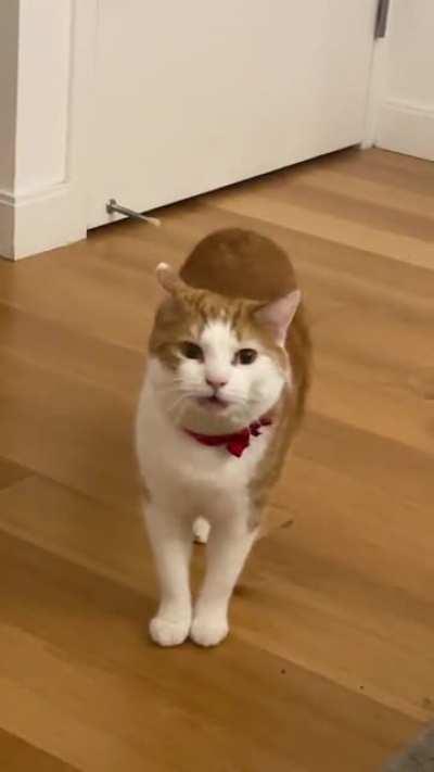 He’s yelling because he dropped his fish taco