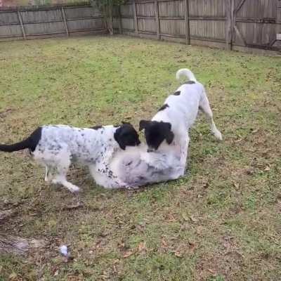 Floofy derp gets jumped by the Cookies & Cream Crew™