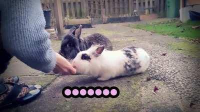 I gave my cuties subtitles! Part 2