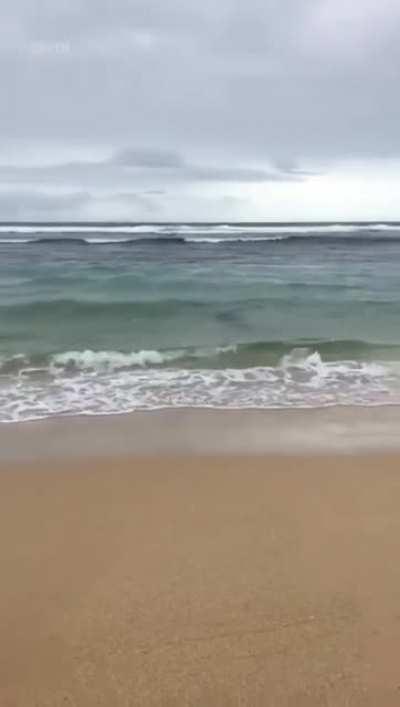 No one programmed a response to a fish-out-of-water situation like this one.