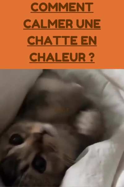 Comment calmer une chatte en chaleur