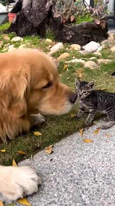 Hey little friend, are you lost? 😺🐶