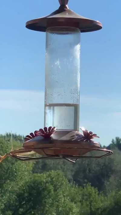 Mantis capturing and killing a Hummingbird