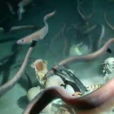 I’m uncomfortable. Tina fish gets eaten.