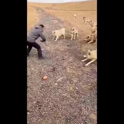 one man, a lot of wolves, one stick, 0 clothes