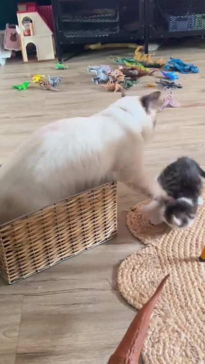 Is this aggression towards the kitten from my older cat ?