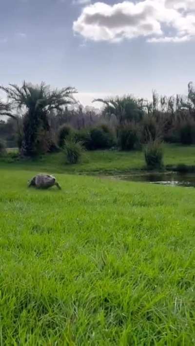 Little Cuban crocodile comes to say ¡hola! 