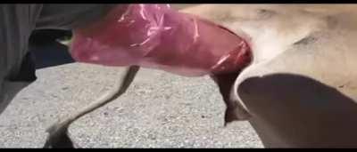 Thank you everyone for buying dairy milk and supporting the beastiality community! <3 Btw when her tail goes up like that, it means she likes it. My dog does the same thing ;)