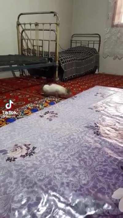 Increased jumping ability