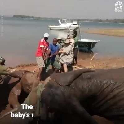 People saves baby elephant from mud