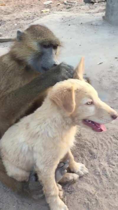 Baboon Grooming Dog
