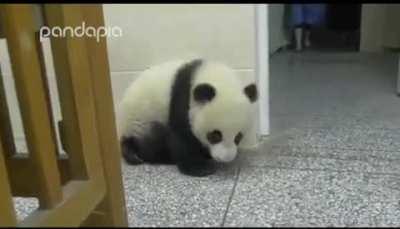 Vicious panda attack caught on camera!