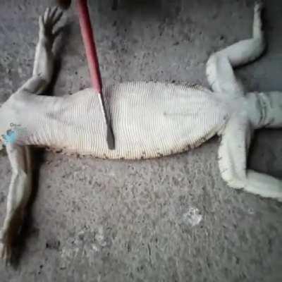 آناتومی بز مجه حتمااااا تا آخر ببینید ، نظر آریا چیه 😂😂