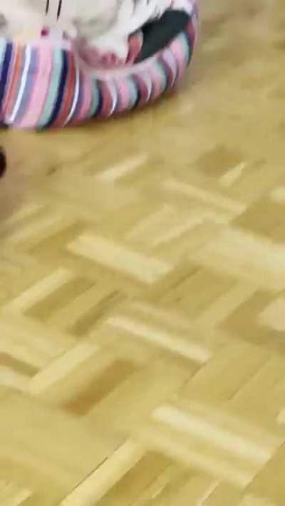 I love her sleep twitches, but I should have seen this coming 😅 (BTW - she was completely fine! I triple checked!)