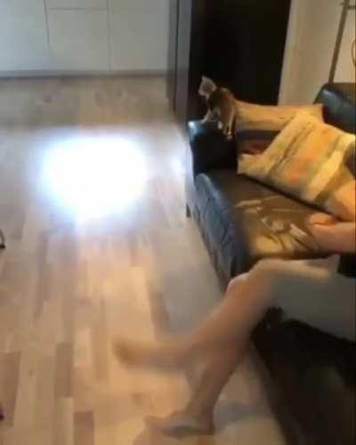 Kedy koltuktan adamın arkasına doğru zıplıyor