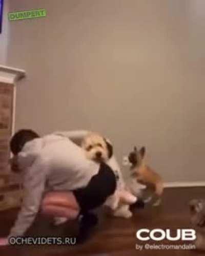 To dance but all dogs are horny