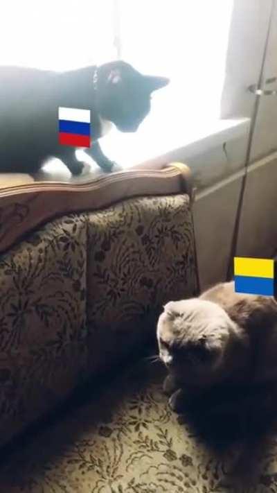 💙💛 This is so FUNNY. Who picked the fight in the first place and who is now the sour CAT. 💙💛