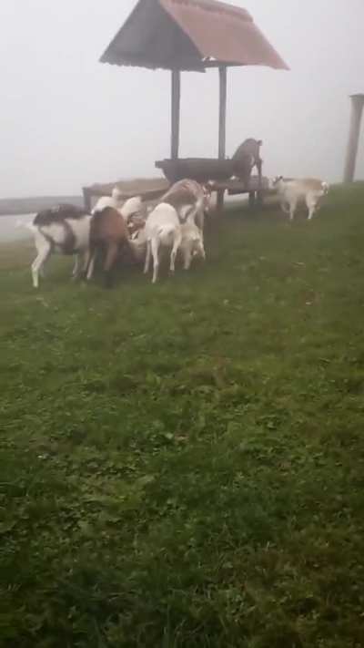 Deleted scenes 🐐🩸🧟‍♂️