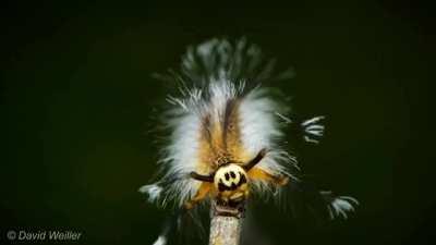The caterpillar of one species of lappet moth found in Borneo has evolved distinctive markings on its head that resemble a menacing mask. There are also two pairs of elongated hair tufts that flail about when the caterpillar moves. Biologists believe thes
