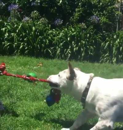 After multiple attempts to make this stop, I gave up… the guardian didn’t seem to care she was playing tug of war with my dog! [warning: super cute]