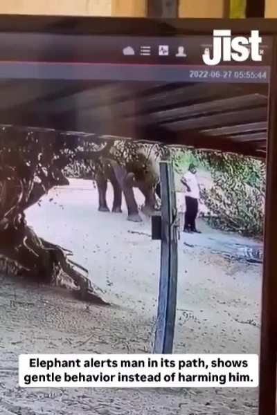 Elephant alerts a man in it's path instead of harming 