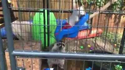 Today he pushed his sister on the swing. They are getting along great.