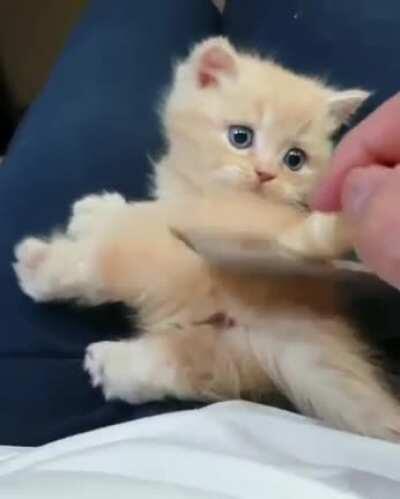 It's brushing time...