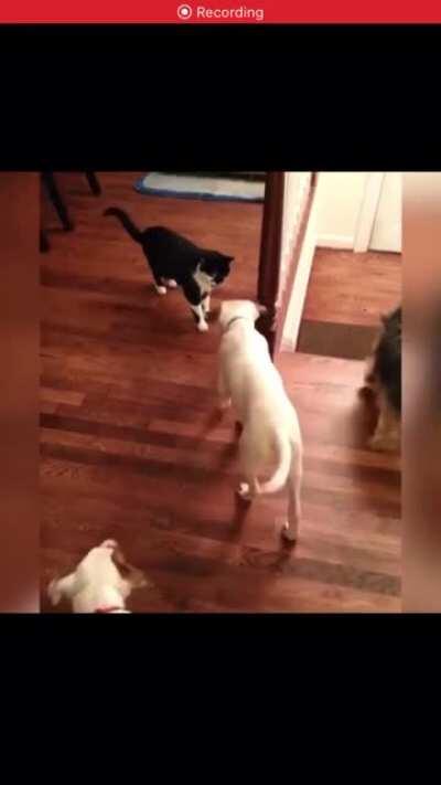 Poor dog just wanted to be friendly