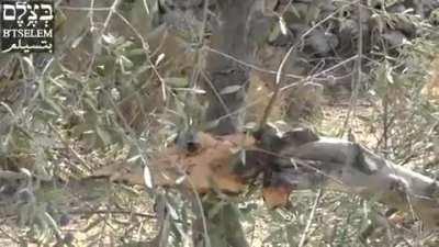 Farmer crying over olive trees somewhere in the middle east