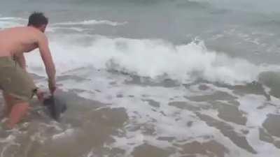 Rescuing a stranded dolphin...