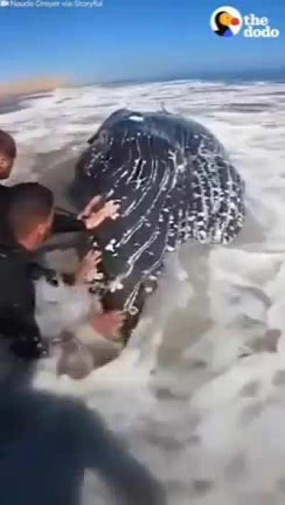 Surfers worked for 4 hours to get this whale back to the ocean